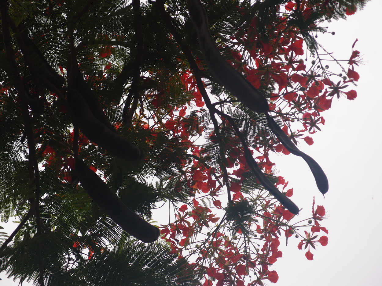 Willkommen Brasilien